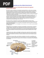 Cerebro y Areas de Aprendizaje