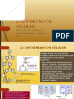 Diferenciacion Celular 