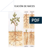 Clasificación de Raíces