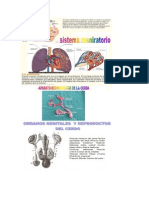 Anatomia y Fisiologia Del Cerdo