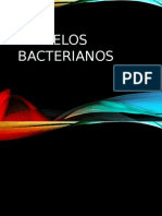 Flagelos Bacterianos Finaal!