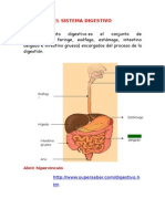 El Sistema Digestivo