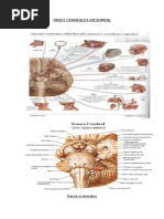 Pares Craneales