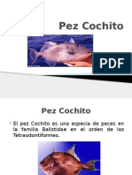 Pez Cochito Gastronomía