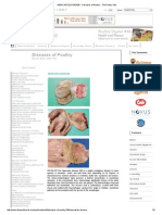 NEWCASTLE DISEASE - Diseases of Poultry - The Poultry Site