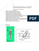 Glosario Platelmintos