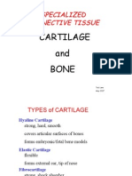 Specialized Connective Tissue: Cartilage and Bone