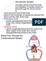 Cardiovascular System: Heart