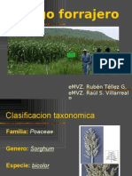 Sorgo Forrajero PDF