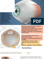 Oftalmologia Esclera