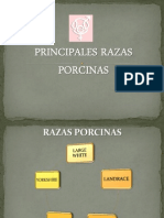 Principales Razas Porcinas