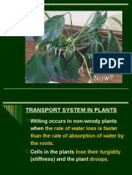 Transport System in Plants