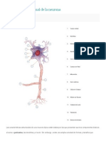 Organización Funcional de La Neurona