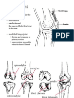 Knee Lecture