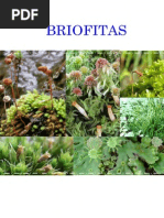 Briophytas Corrientes