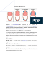 Los Dientes y Sus Funciones