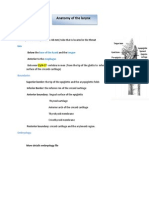 Anatomy of The Larynx: General Description