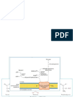 Gluconeogenesis