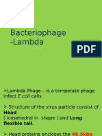 Lambda Phage