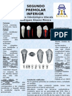 Segundo Premolar Inferior