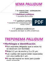 Treponema Pallidum