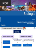 Clase 7 Impulso Nervioso, Sinapsis y Arco Reflejo