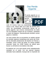 Oso Panda Gigante - Sesión2