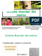 Sistema Muscular Dos Insetos