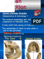 Dental Anatomy Intro