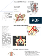 Arterias Iliacas Primitivas o Comunes