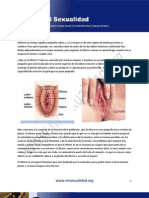 Mapa Del Clitoris