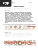 Primer Trimestre de Embarazo