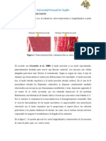 Visualizacion Microscopica en Diferentes Tipos de Carne