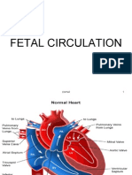 Fetal Circulation