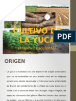 Cultivo de La Yuca