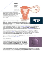 El Proceso de La Fecundación y El Embarazo