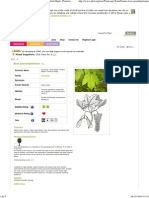 Acer Pseudoplatanus Sycamore, Great Maple, Scottish Maple, Planetree Maple PFAF Plant Database MED 1