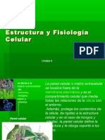 Estructura y Fisiología Celular