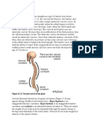 Figure (1:2) : Normal Curves of The Spine