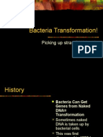 Bacteria Transformation