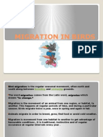 Migration in Birds