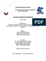 Extracción de RNA de Plantas