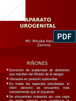 Aparato Urogenital de Los Animales