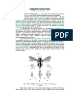 Orden Thysanoptera