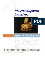 Plasmodiophora Brassicae