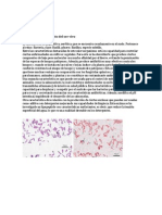 Bacillus Subtilis