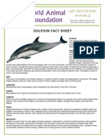 Dolphin Fact Sheet