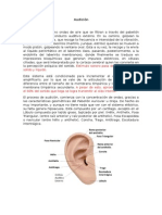 Neuroanatomía de La Audición