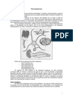 Equinodermos