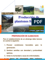 Plantacion Forestal